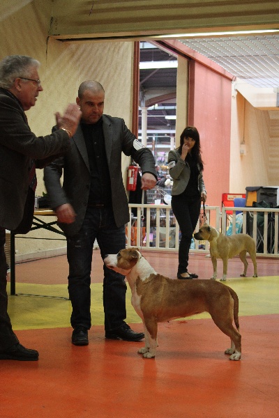 CH. (géna) give me hope of Walker red kennel