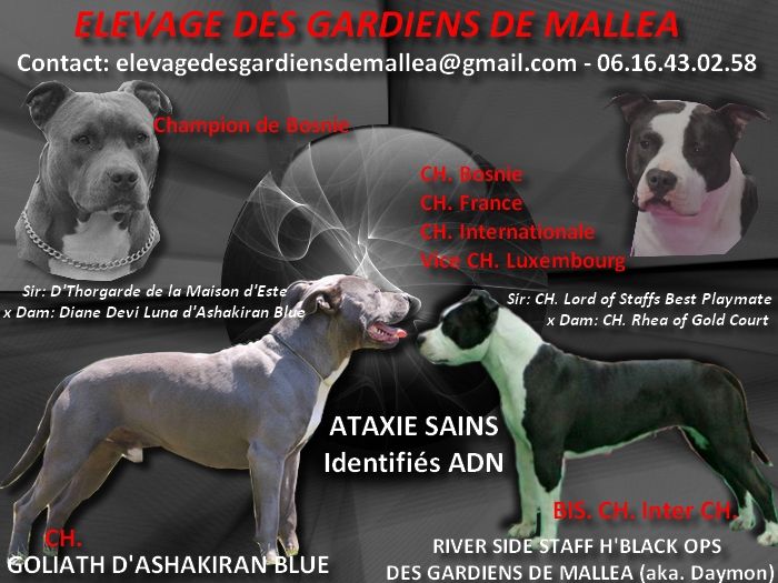 Des Gardiens De Malléa - American Staffordshire Terrier - Portée née le 27/04/2018