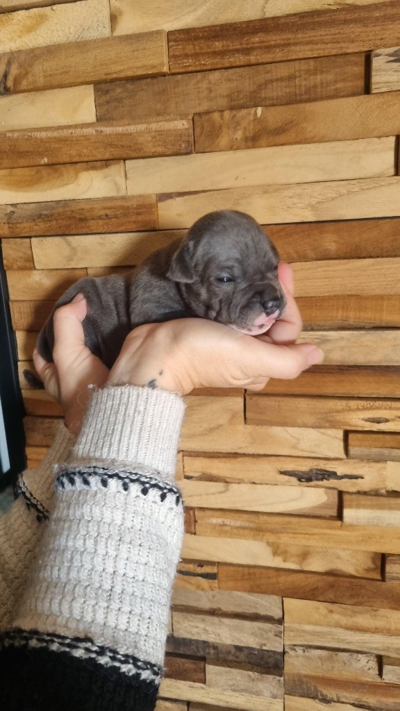 Des Gardiens De Malléa - Chiot disponible  - Staffordshire Bull Terrier