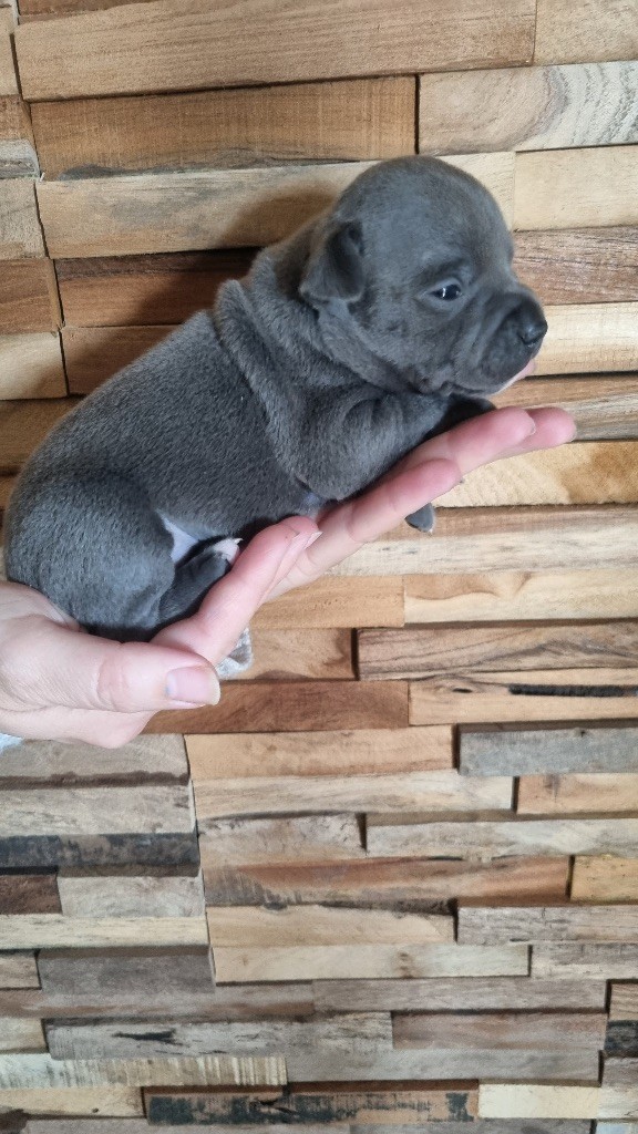 Des Gardiens De Malléa - Chiot disponible  - Staffordshire Bull Terrier