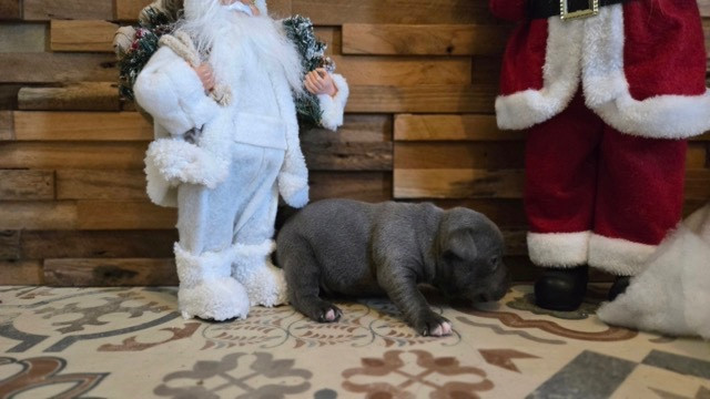 Des Gardiens De Malléa - Chiots disponibles - Staffordshire Bull Terrier