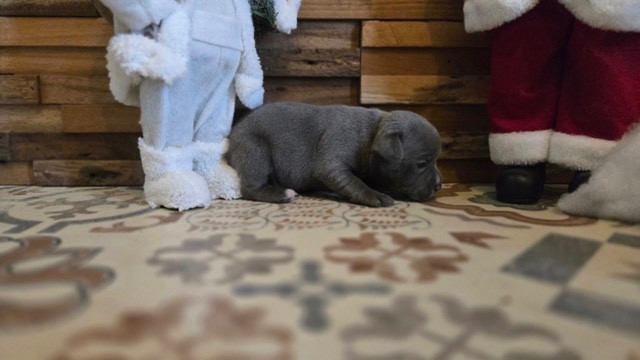 Des Gardiens De Malléa - Chiots disponibles - Staffordshire Bull Terrier