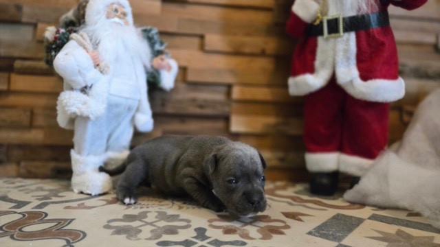 Des Gardiens De Malléa - Chiots disponibles - Staffordshire Bull Terrier