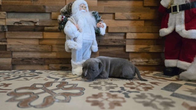 Des Gardiens De Malléa - Chiots disponibles - Staffordshire Bull Terrier