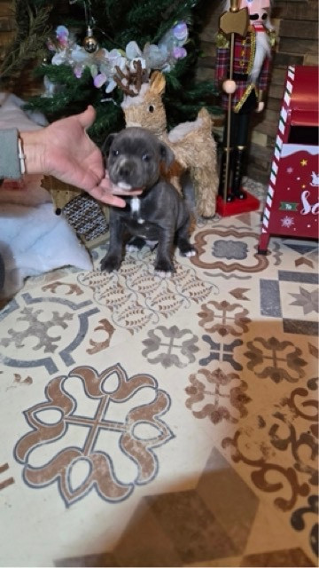 Des Gardiens De Malléa - Chiots disponibles - Staffordshire Bull Terrier
