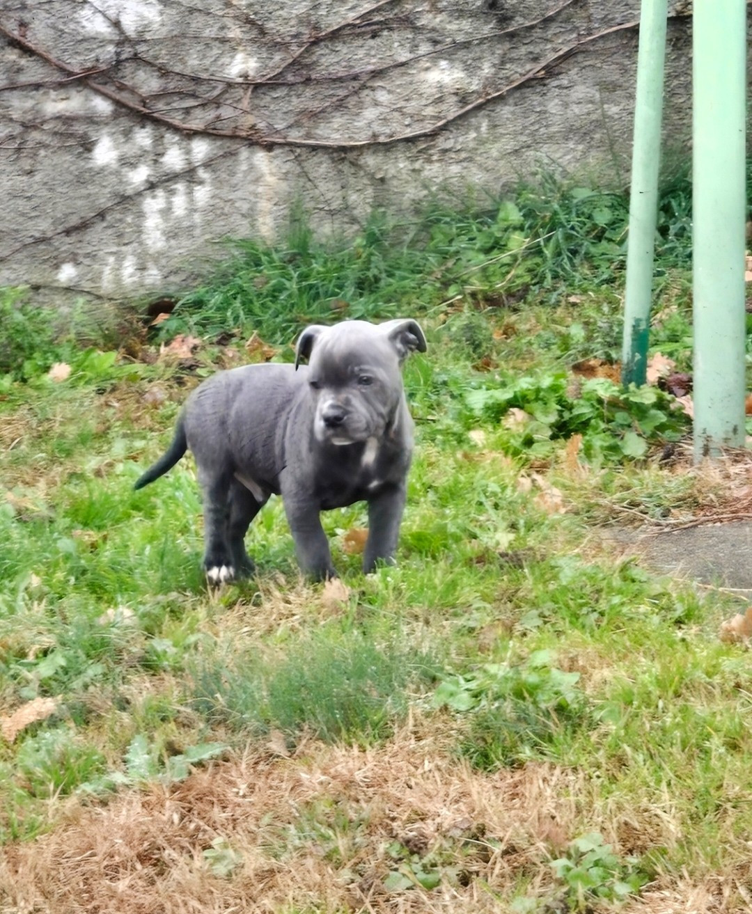Des Gardiens De Malléa - Chiots disponibles - Staffordshire Bull Terrier