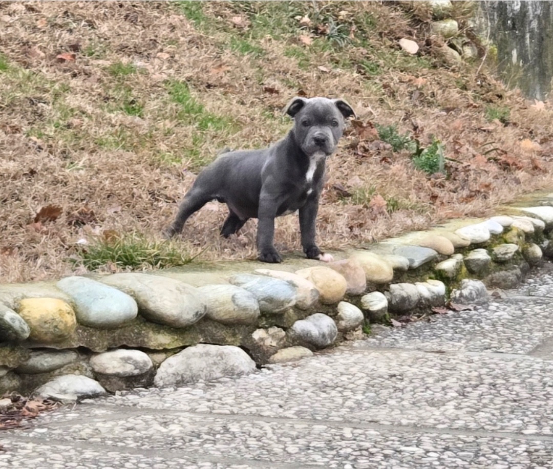 Des Gardiens De Malléa - Chiots disponibles - Staffordshire Bull Terrier