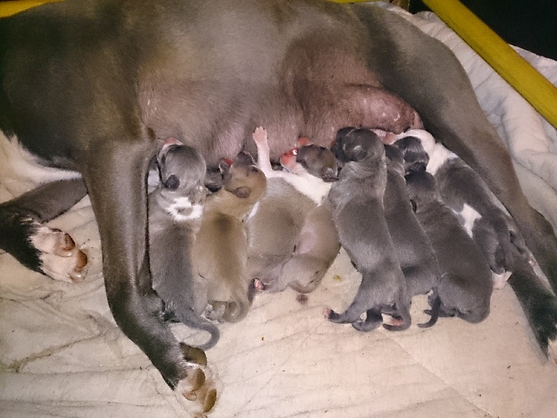 Chiot American Staffordshire Terrier Des Gardiens De Malléa