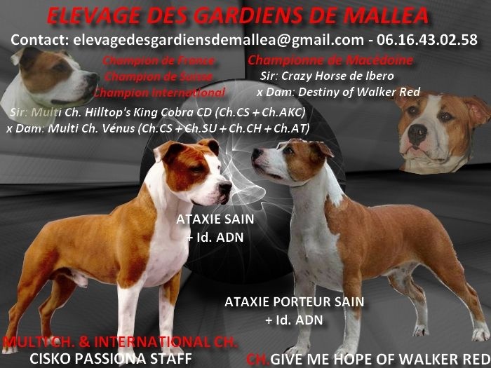 Chiot American Staffordshire Terrier Des Gardiens De Malléa