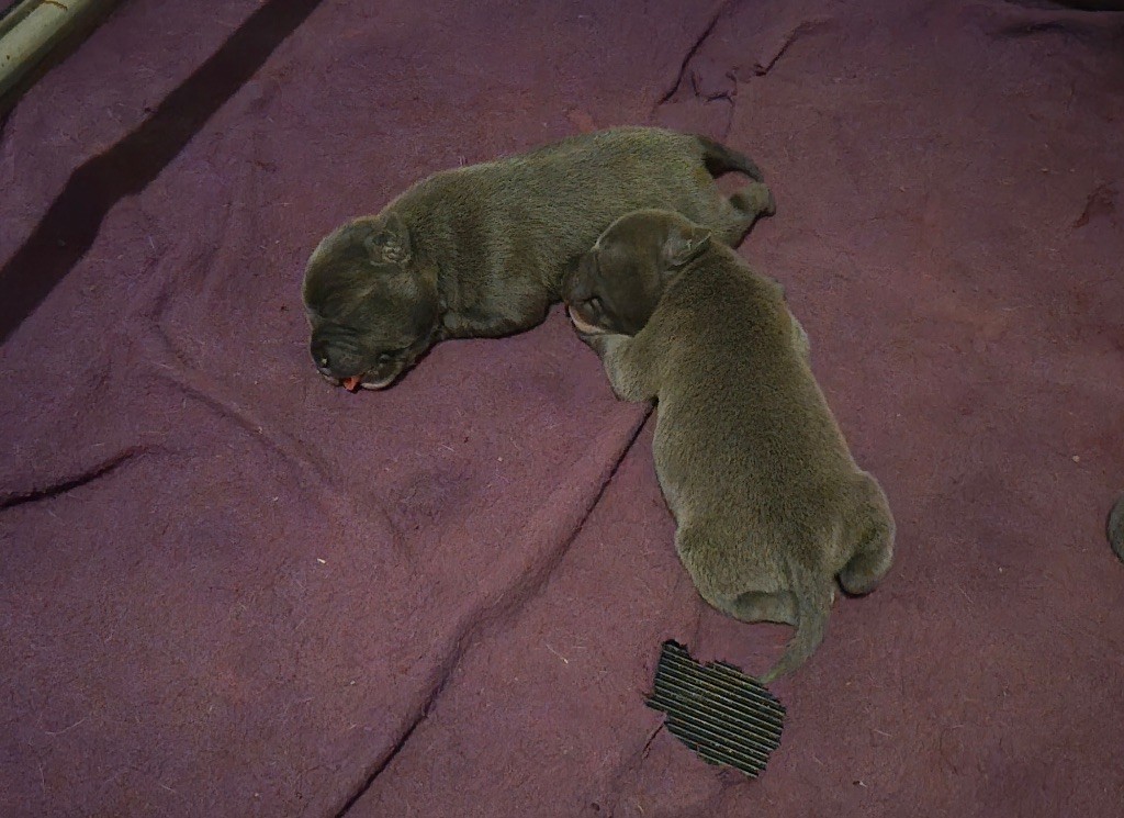 Des Gardiens De Malléa - Chiots disponibles - Staffordshire Bull Terrier